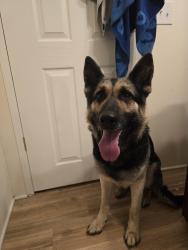 Found/Stray Male Dog last seen Pete barnes/horseshoe neck rd tyro nc, Davidson County, NC 27295