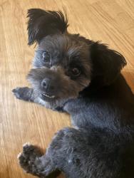 Found/Stray Female Dog last seen 72md and Portland Ave, Tacoma, WA 98404