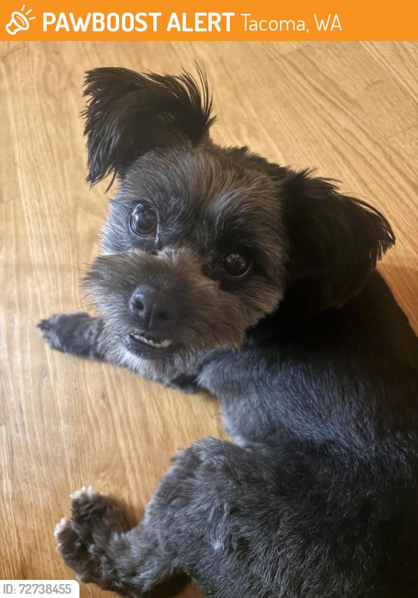 Found/Stray Female Dog last seen 72md and Portland Ave, Tacoma, WA 98404