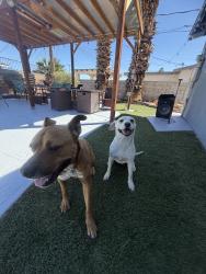 Found/Stray Male Dog last seen In from of the church jesus christ of  latter day saint, Spring Valley, NV 89103