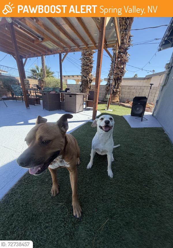 Found/Stray Male Dog last seen In from of the church jesus christ of  latter day saint, Spring Valley, NV 89103