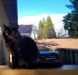 Lost Male Cat last seen Sunrise Mall, Citrus Heights, CA 95610