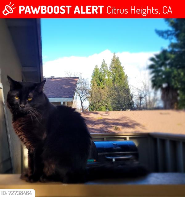 Lost Male Cat last seen Sunrise Mall, Citrus Heights, CA 95610