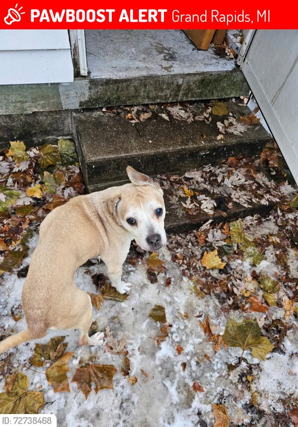 Lost Male Dog last seen Palmer and coit, Grand Rapids, MI 49505