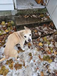 Lost Male Dog last seen Palmer and coit, Grand Rapids, MI 49505