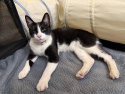 Found/Stray Unknown Cat last seen Loma Ave & Wilton St, Long Beach, CA 90804