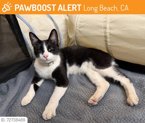 Found/Stray Unknown Cat last seen Loma Ave & Wilton St, Long Beach, CA 90804