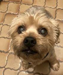 Found/Stray Male Dog last seen Oakhill , Fort Worth, TX 76112