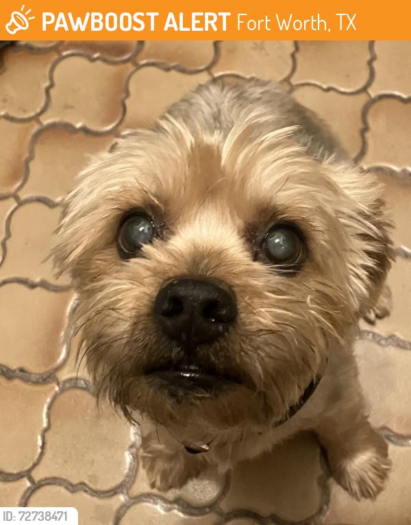 Found/Stray Male Dog last seen Oakhill , Fort Worth, TX 76112