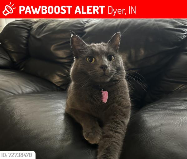 Lost Female Cat last seen Castlewood / End of Calumet Road / Possible crossed railroad tracks, Dyer, IN 46311