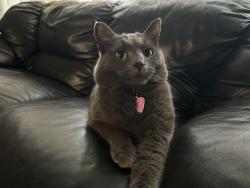 Lost Female Cat last seen Castlewood / End of Calumet Road / Possible crossed railroad tracks, Dyer, IN 46311