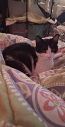 Lost Female Cat last seen Trumansburg rd, Ithaca, NY 14850