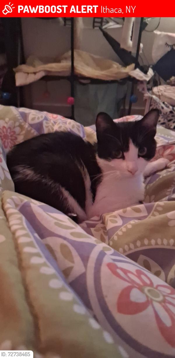 Lost Female Cat last seen Trumansburg rd, Ithaca, NY 14850