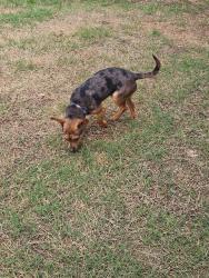Found/Stray Male Dog last seen Bonnie Wenk Dog Park, McKinney, TX 75071