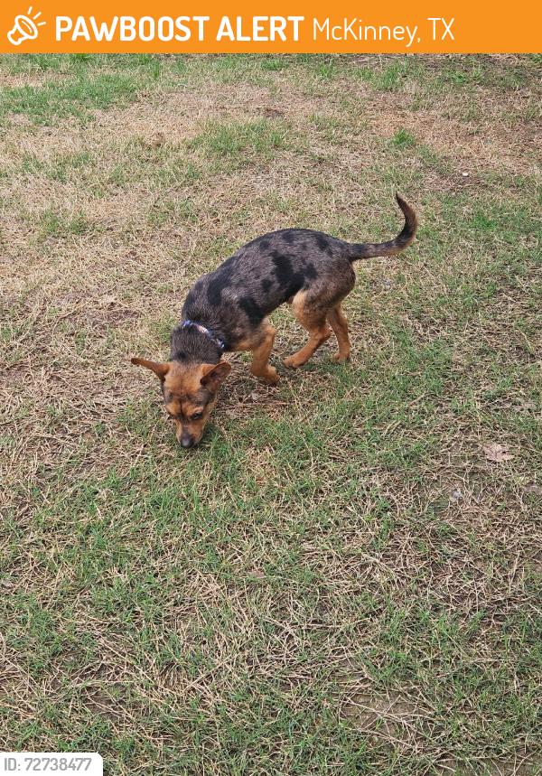 Found/Stray Male Dog last seen Bonnie Wenk Dog Park, McKinney, TX 75071
