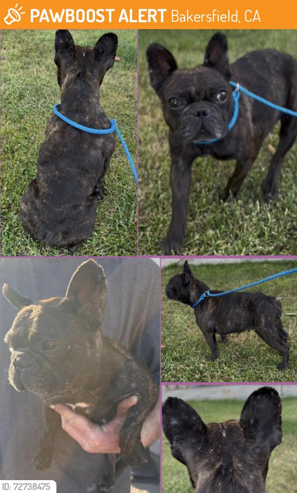 Found/Stray Female Dog last seen White Ln and Wible Rd, Bakersfield, CA 93313