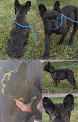 Found/Stray Female Dog last seen White Ln and Wible Rd, Bakersfield, CA 93313