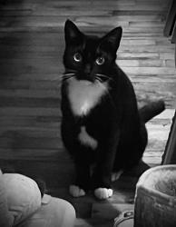 Lost Female Cat last seen Bowman Rd. SW & McDaniel Station and Darby Rd, Calhoun, GA 30701