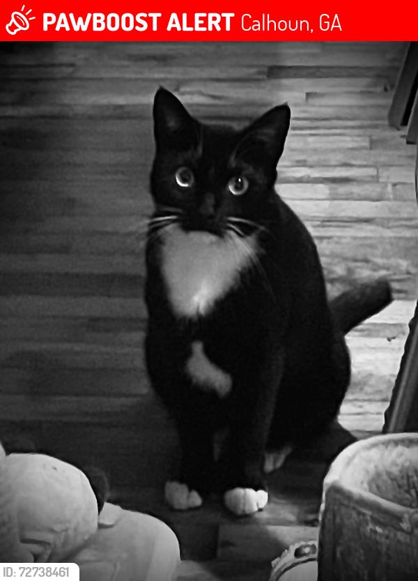 Lost Female Cat last seen Bowman Rd. SW & McDaniel Station and Darby Rd, Calhoun, GA 30701