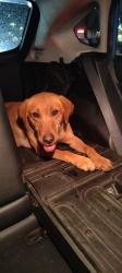 Found/Stray Female Dog last seen Near W Greenway Rd, Phoenix, AZ 85053, Phoenix, AZ 85053