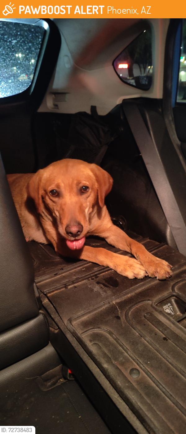Found/Stray Female Dog last seen Near W Greenway Rd, Phoenix, AZ 85053, Phoenix, AZ 85053