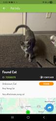 Lost Male Cat last seen So .White rock rd and zinfendel, Rancho Cordova, CA 95670