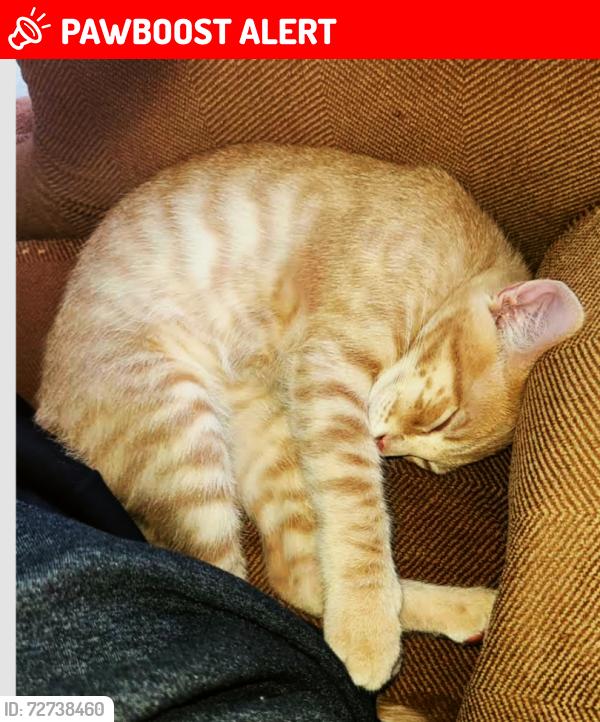 Lost Male Cat last seen oakwood, commonwealth & Lynnhaven Ln., La Cañada Flintridge, CA 91011