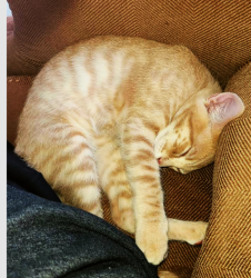 Lost Male Cat last seen oakwood, commonwealth & Lynnhaven Ln., La Cañada Flintridge, CA 91011