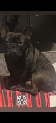 Lost Male Dog last seen San Gabriel Blvd , San Gabriel, CA 91776