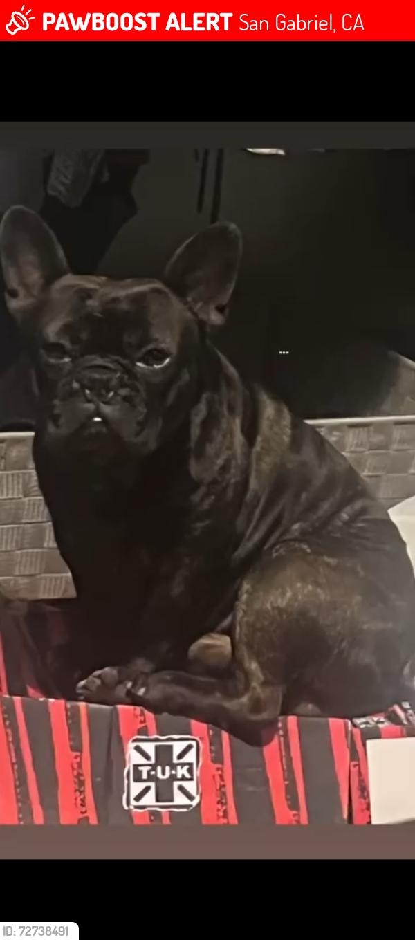 Lost Male Dog last seen San Gabriel Blvd , San Gabriel, CA 91776