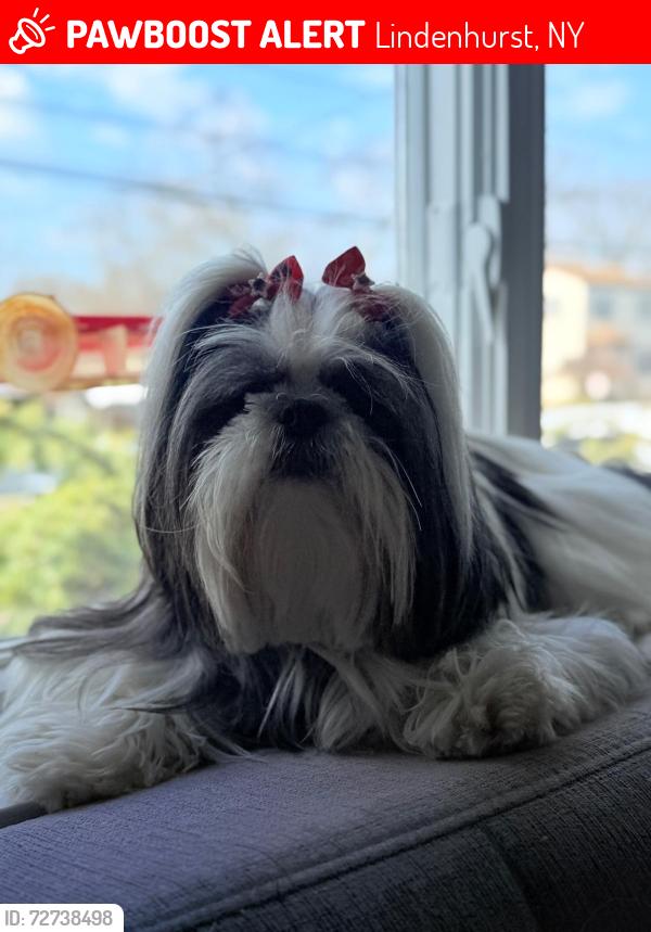 Lost Female Dog last seen Lindenhurst senior high school, Lindenhurst, NY 11757