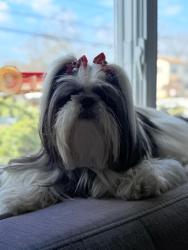 Lost Female Dog last seen Lindenhurst senior high school, Lindenhurst, NY 11757
