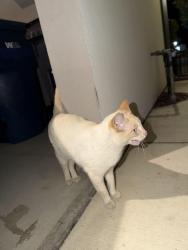 Found/Stray Female Cat last seen Santa Ysabel, Atascadero, CA 93422