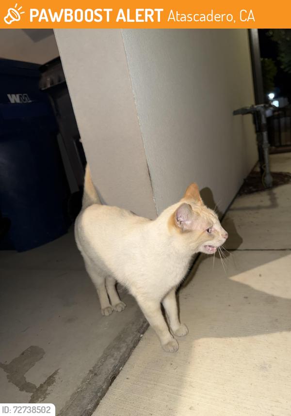 Found/Stray Female Cat last seen Santa Ysabel, Atascadero, CA 93422