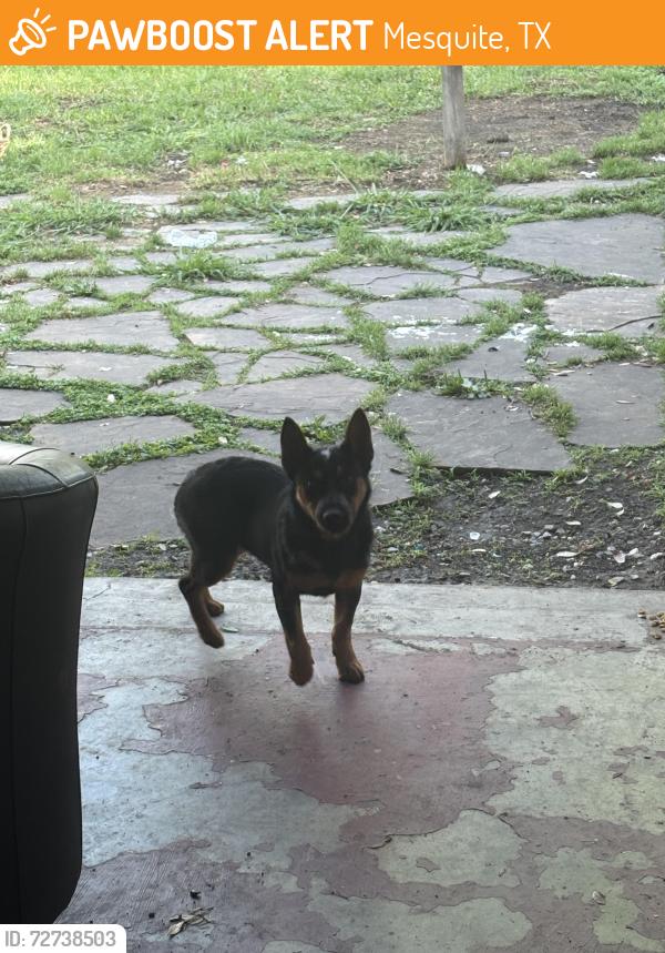 Found/Stray Female Dog last seen Green canyon dr, Mesquite, TX 75150