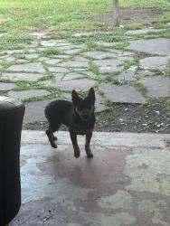Found/Stray Female Dog last seen Green canyon dr, Mesquite, TX 75150