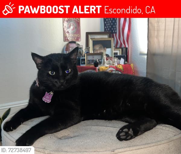 Lost Female Cat last seen St Mary’s Catholic Church , Escondido, CA 92025