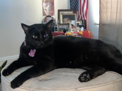 Lost Female Cat last seen St Mary’s Catholic Church , Escondido, CA 92025