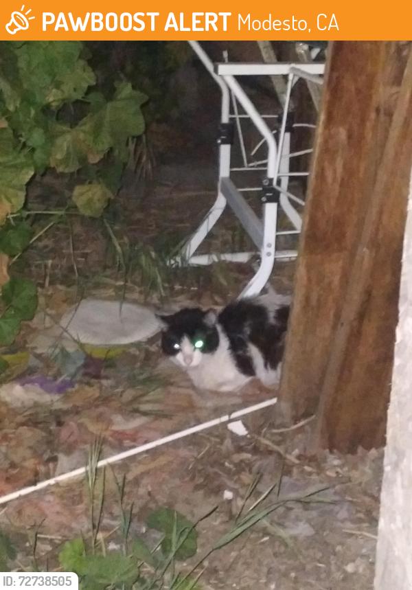 Found/Stray Unknown Cat last seen Elementary School/Rouse Area, Modesto, CA 95351