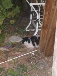 Found/Stray Unknown Cat last seen Elementary School/Rouse Area, Modesto, CA 95351