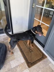 Found/Stray Male Dog last seen Mckellips and 32nd street, Mesa, AZ 85213