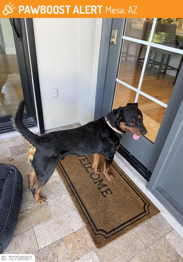 Found/Stray Male Dog last seen Mckellips and 32nd street, Mesa, AZ 85213