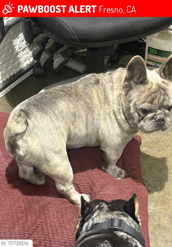 Lost Male Dog last seen Abby and olive, Fresno, CA 93701