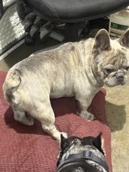 Lost Male Dog last seen Abby and olive, Fresno, CA 93701