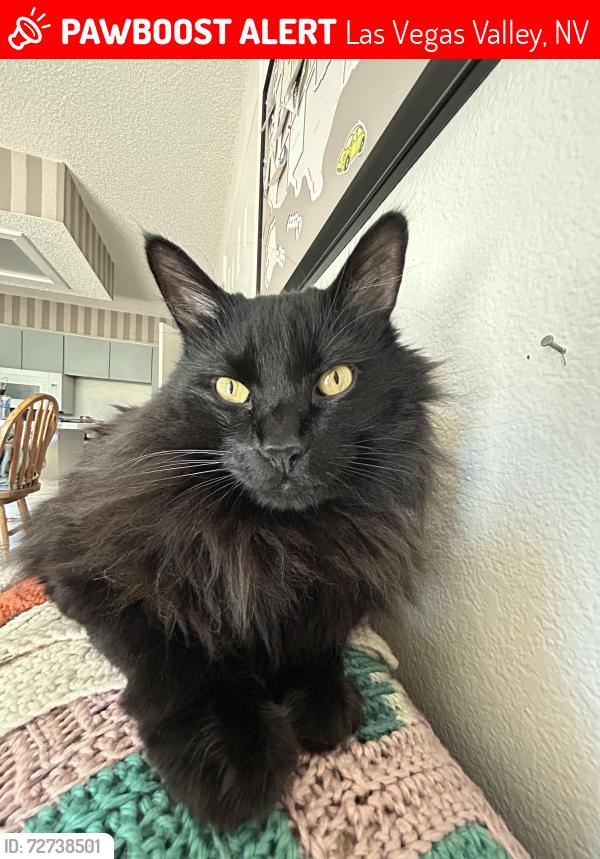 Lost Male Cat last seen Lotus of Siam , Las Vegas Valley, NV 89121