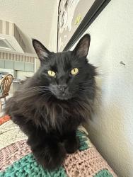 Lost Male Cat last seen Lotus of Siam , Las Vegas Valley, NV 89121