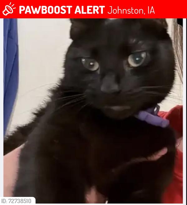 Lost Female Cat last seen NW 49th St, NW 62nd Ave, J-town Auto, Johnston, IA 50131