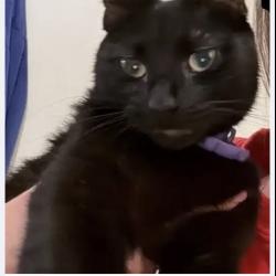 Lost Female Cat last seen NW 49th St, NW 62nd Ave, J-town Auto, Johnston, IA 50131