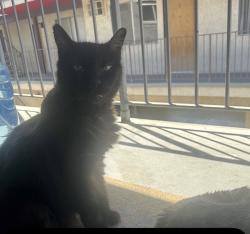 Lost Male Cat last seen Fletcher and Andrita, Los Angeles, CA 90065