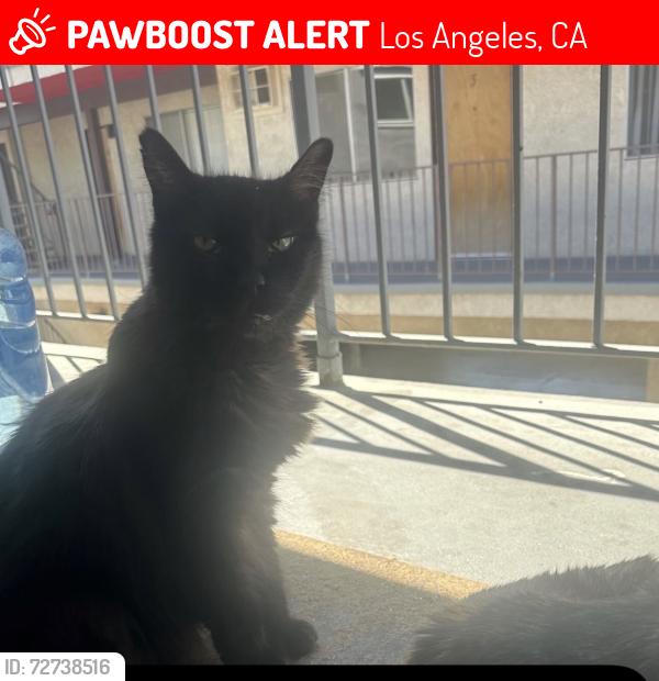 Lost Male Cat last seen Fletcher and Andrita, Los Angeles, CA 90065